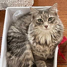 Natasha Pulford-Duyst